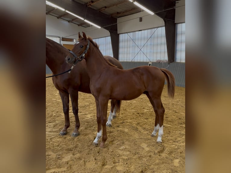 Westphalien Étalon Poulain (03/2025) Alezan in Gartow