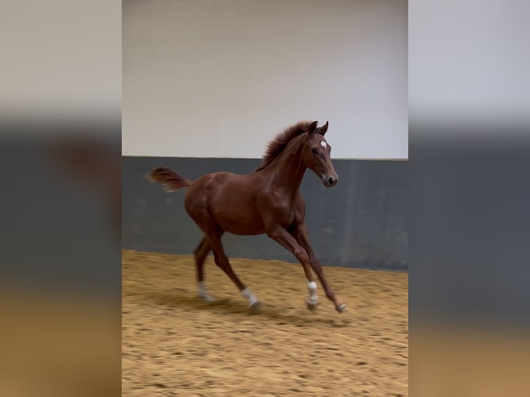 Westphalien Étalon Poulain (03/2025) Alezan in Gartow