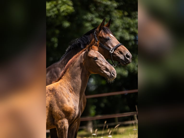 Westphalien Étalon Poulain (04/2024) Alezan in Hörstel