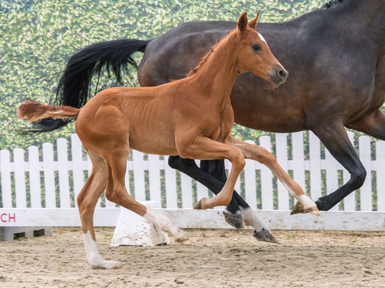 Westphalien Étalon Poulain (05/2026) Alezan in Mnster-Handorf