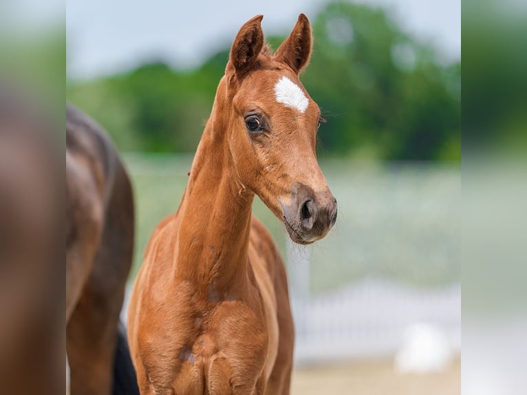 Westphalien Étalon Poulain (05/2026) Alezan in Mnster-Handorf