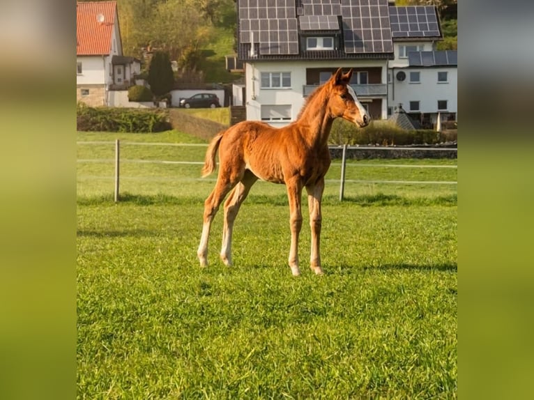 Westphalien Étalon Poulain (02/2026) Alezan in Borchen