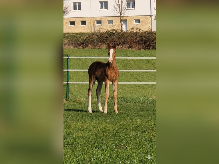 Westphalien Étalon Poulain (02/2026) Alezan in Borchen
