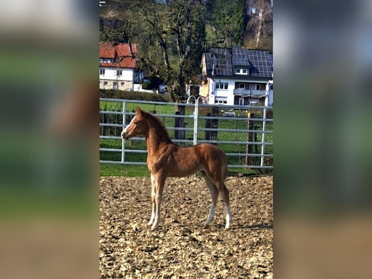 Westphalien Étalon Poulain (02/2026) Alezan in Borchen