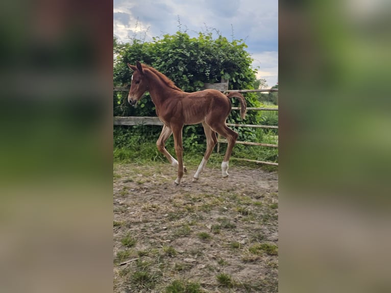 Westphalien Étalon  Alezan in Marienm&#xFC;nster