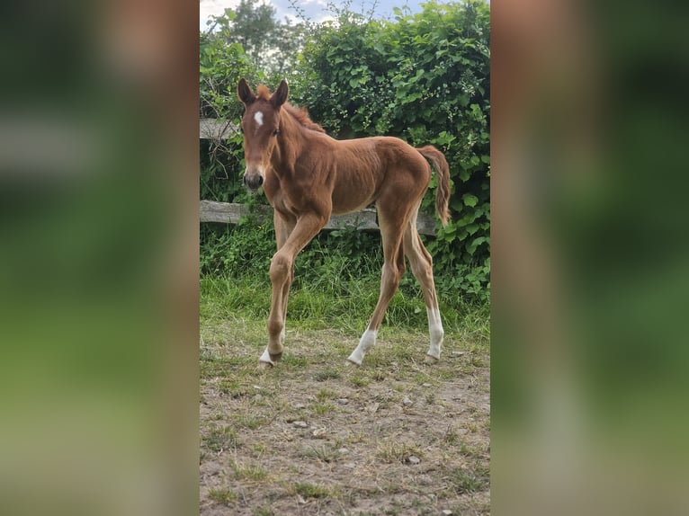 Westphalien Étalon  Alezan in Marienm&#xFC;nster