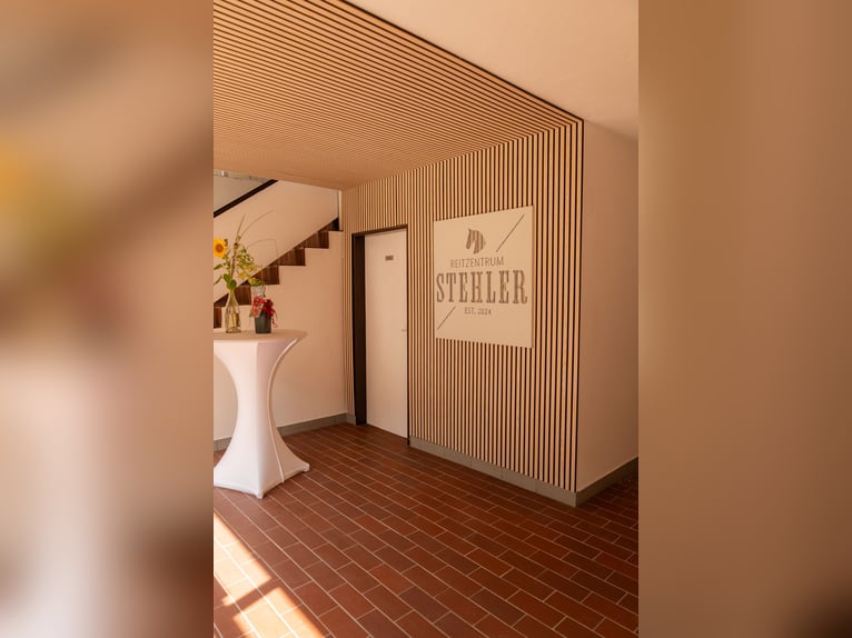 Westphalien Étalon Poulain (03/2025) Alezan in Gartow