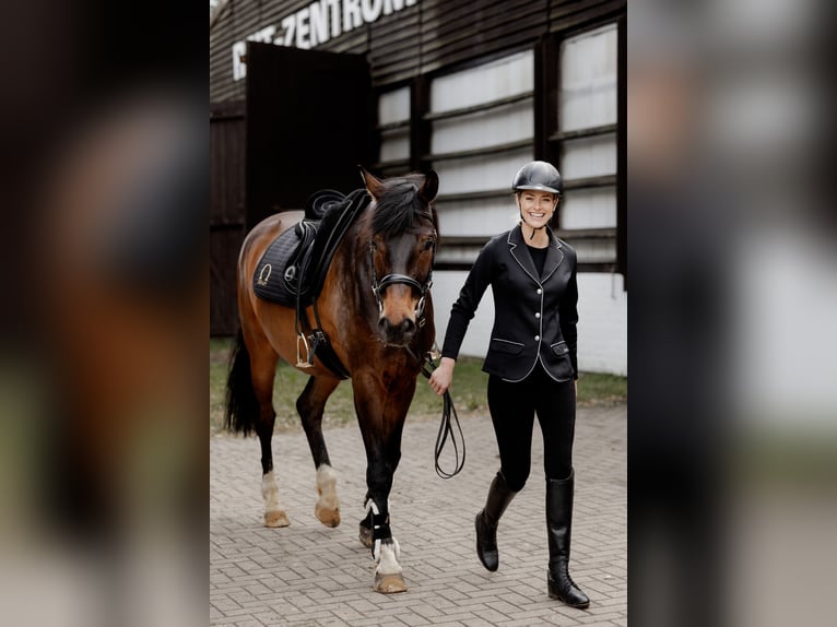 Westphalien Étalon Poulain (03/2025) Alezan in Gartow