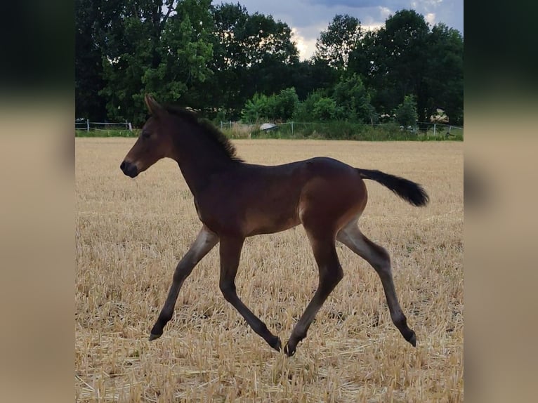 Westphalien Étalon Poulain (06/2025) Bai brun in Dortmund