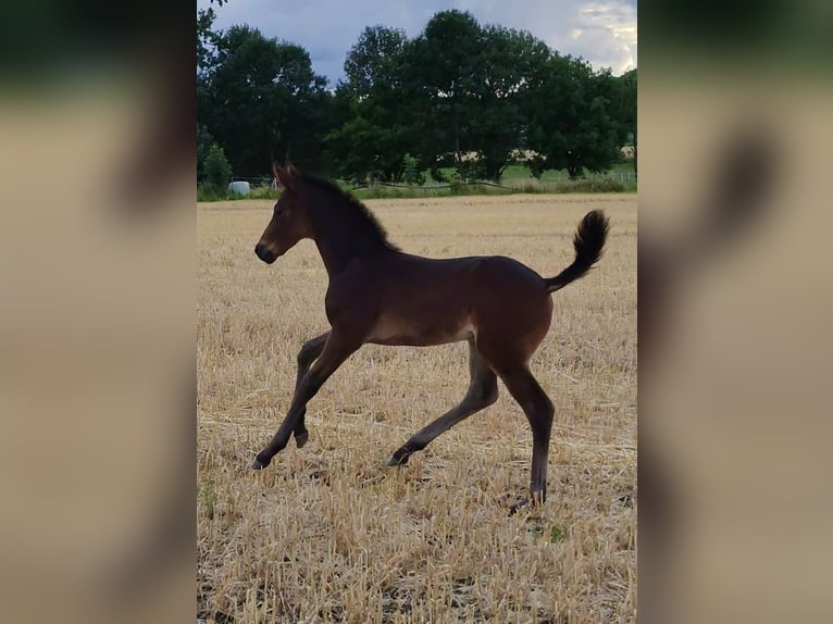 Westphalien Étalon Poulain (06/2025) Bai brun in Dortmund