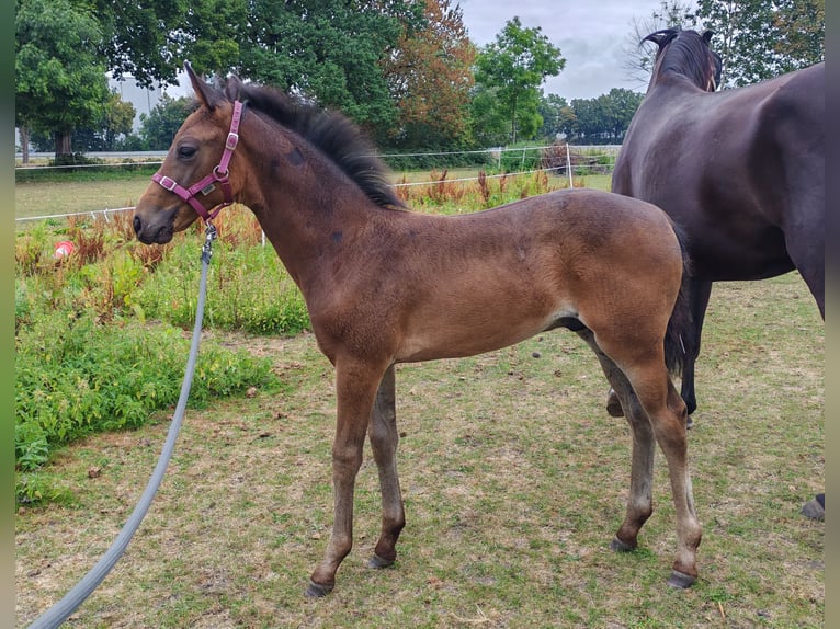 Westphalien Étalon Poulain (06/2025) Bai brun in Dortmund