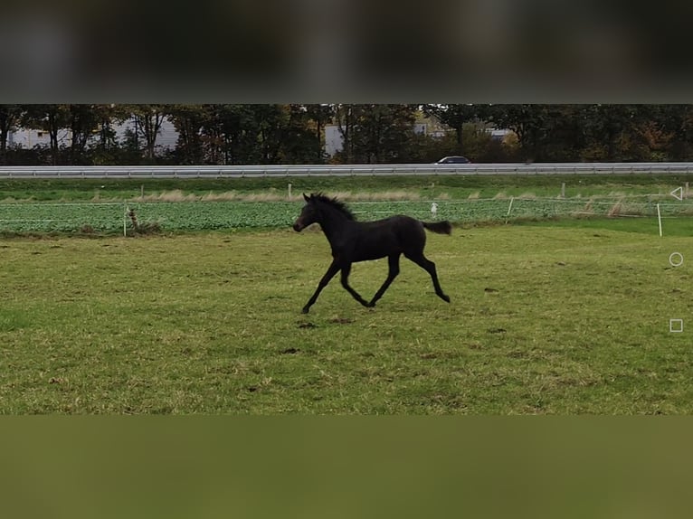 Westphalien Étalon Poulain (06/2025) Bai brun in Dortmund