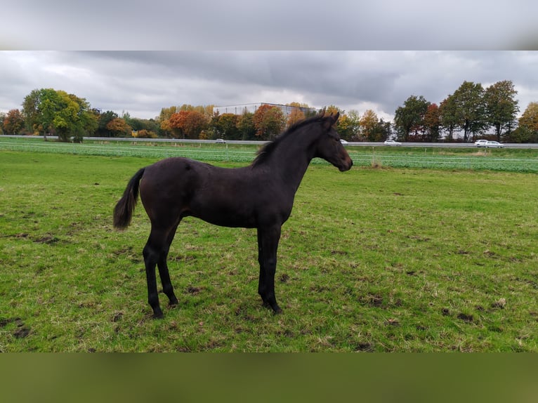 Westphalien Étalon Poulain (06/2025) Bai brun in Dortmund