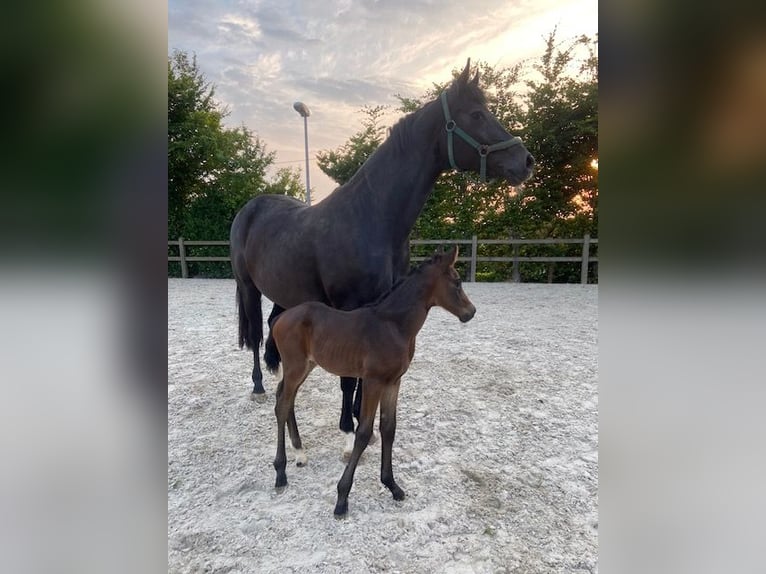 Westphalien Étalon Poulain (06/2024) Bai brun in Werne