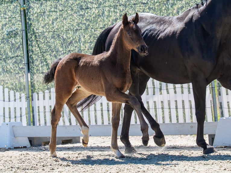 Westphalien Étalon Poulain (03/2026) Bai brun in Münster-Handorf