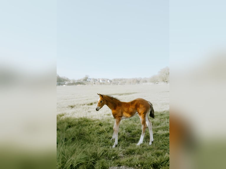 Westphalien Étalon Poulain (03/2026) Bai brun in Remscheid