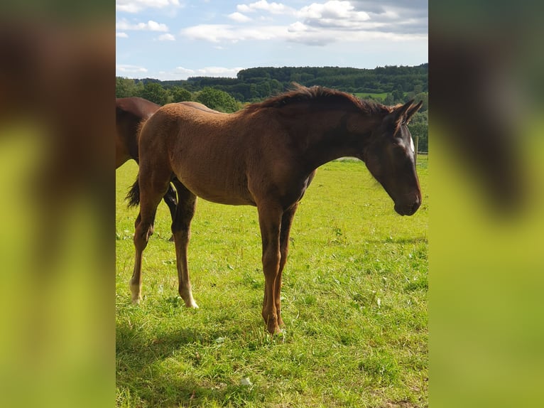 Westphalien Étalon Poulain (05/2024) Bai brun in Wenden