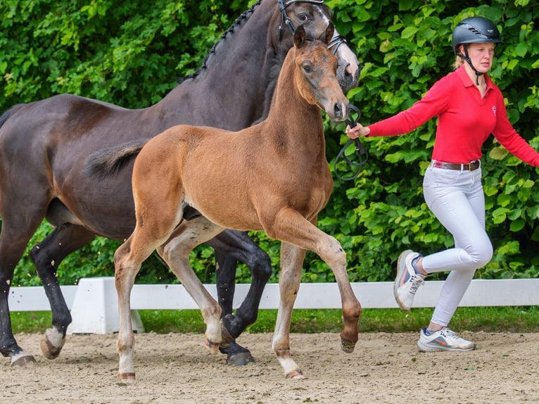 Westphalien Étalon Poulain (04/2026) Bai brun in Mnster-Handorf