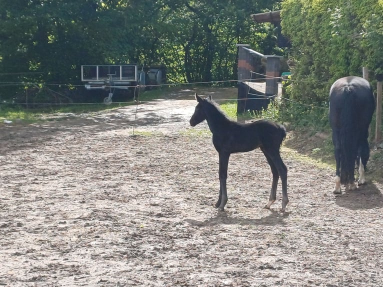 Westphalien Étalon Poulain (05/2026) Bai brun foncé in Bad Laasphe