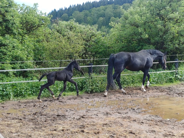 Westphalien Étalon Poulain (05/2026) Bai brun foncé in Bad Laasphe