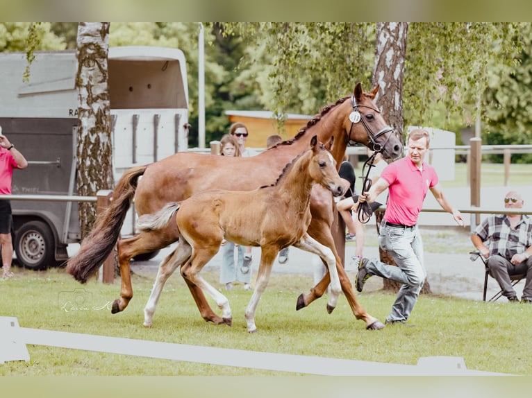 Westphalien Étalon Poulain (04/2025) Bai brun foncé in Warmsen