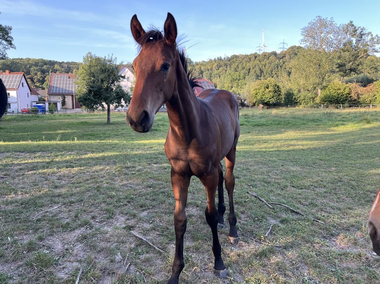 Westphalien Étalon Poulain (03/2025) Bai in Lichtenau