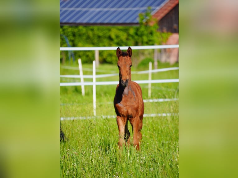 Westphalien Étalon  Bai in Soest