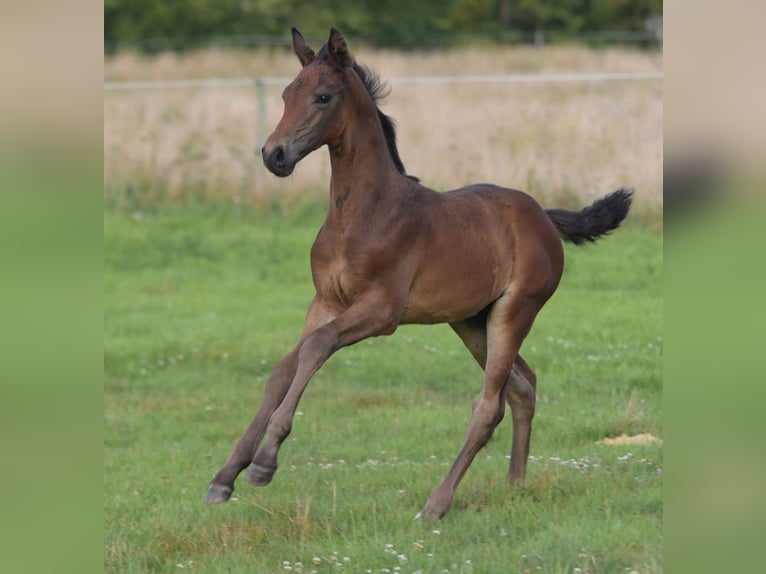 Westphalien Étalon Poulain (06/2025) Bai in Herzebrock-Clarholz