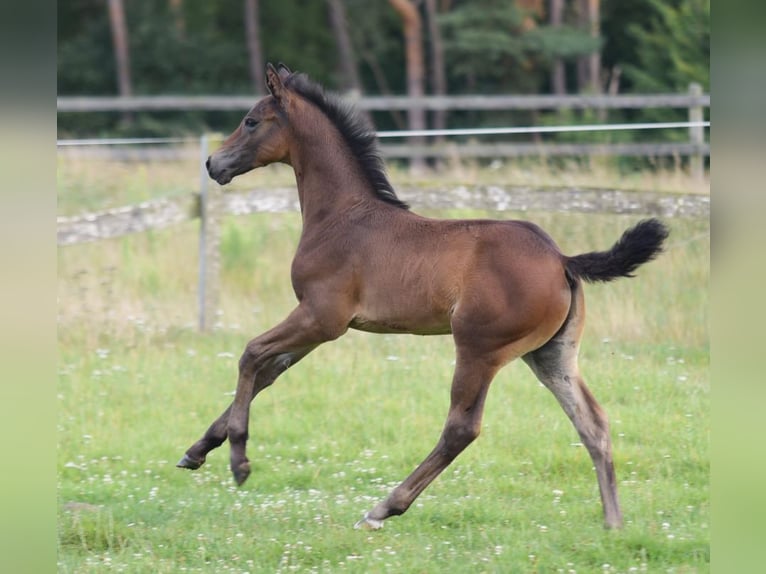 Westphalien Étalon Poulain (06/2025) Bai in Herzebrock-Clarholz