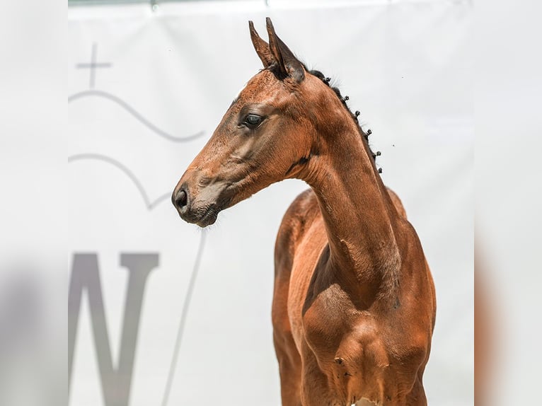 Westphalien Étalon Poulain (03/2024) Bai in Münster-Handorf