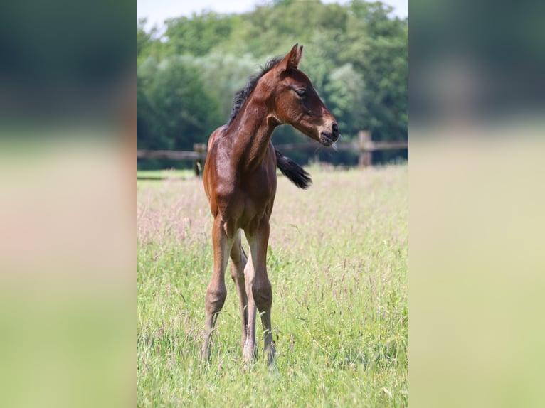 Westphalien Étalon Poulain (05/2024) Bai in Verl