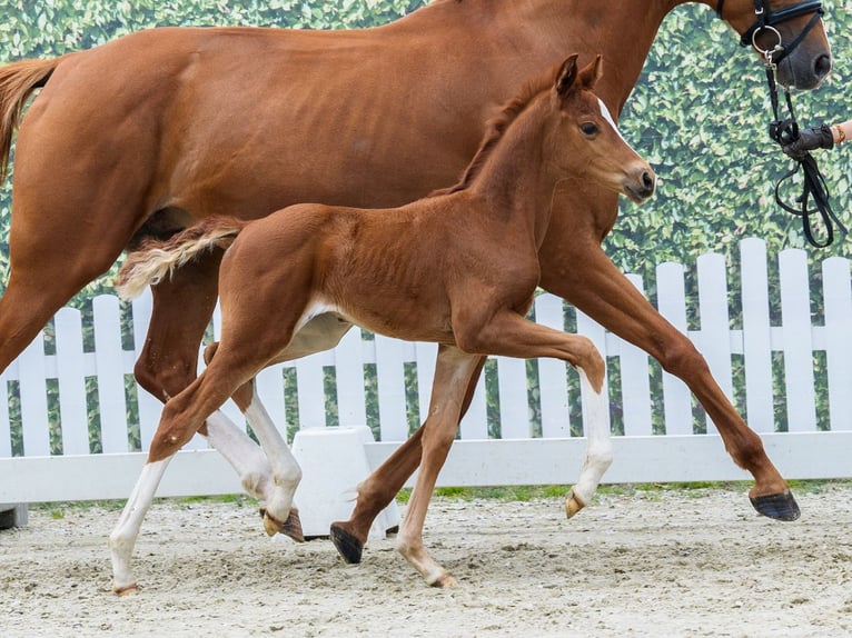 Westphalien Étalon Poulain (04/2026) Bai in Wettringen