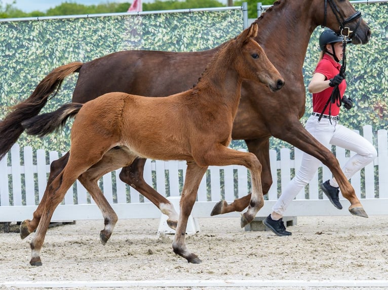 Westphalien Étalon Poulain (03/2026) Bai in Wettringen
