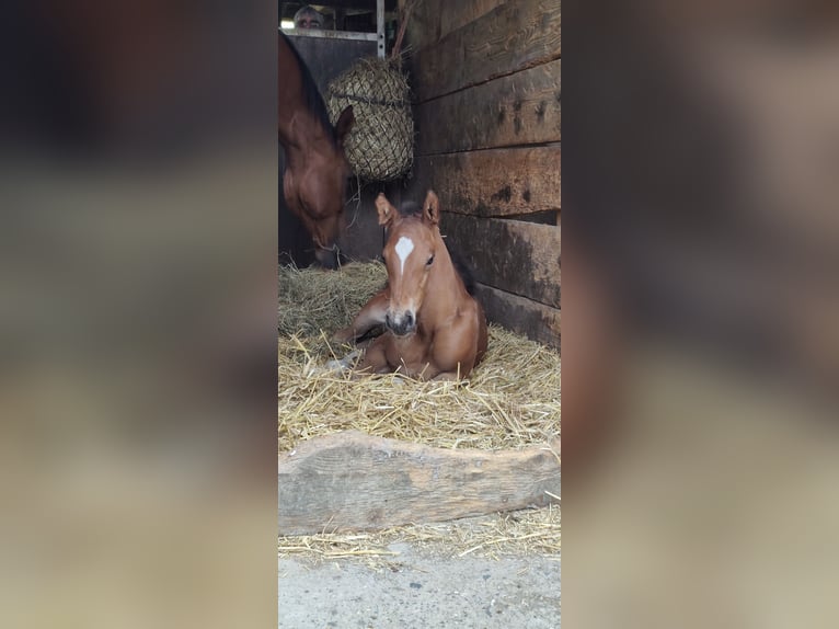 Westphalien Étalon Poulain (06/2025) Bai in Ascheberg