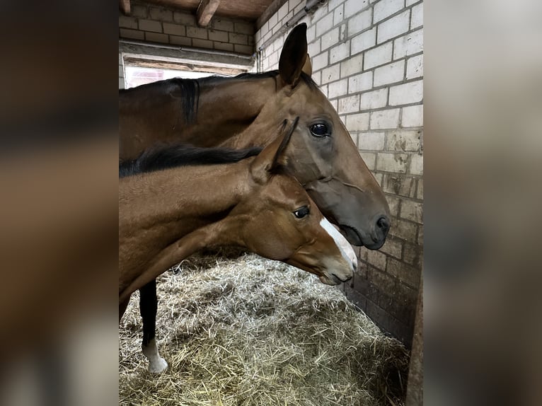 Westphalien Étalon Poulain (05/2025) Bai in L&#xFC;dinghausen
