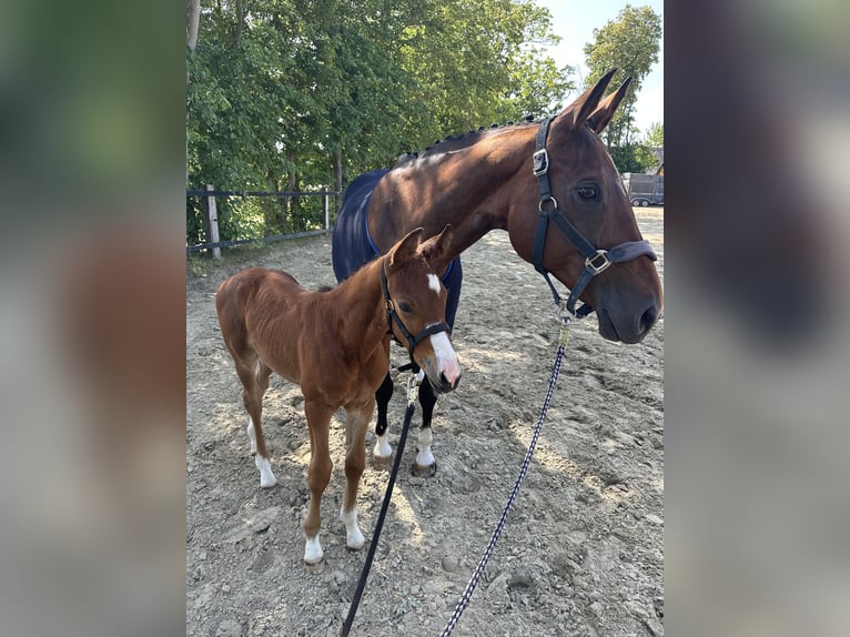 Westphalien Étalon Poulain (05/2025) Bai in L&#xFC;dinghausen