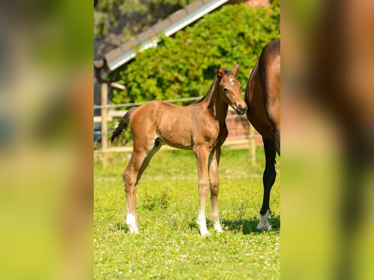 Westphalien Étalon Poulain (06/2025) Bai in Ruppichteroth