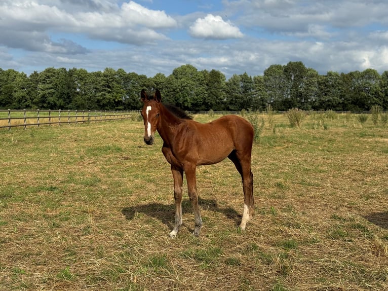 Westphalien Étalon Poulain (04/2024) Bai in Weilerswist