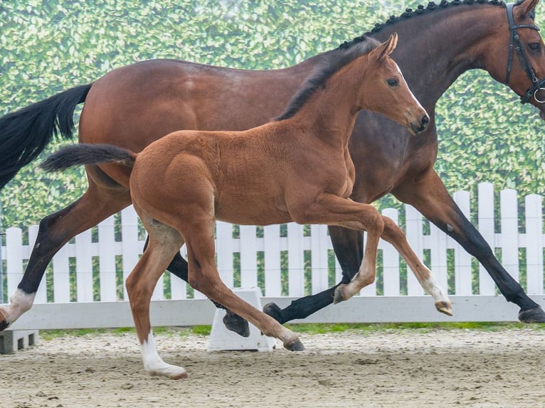 Westphalien Étalon Poulain (04/2026) Bai in Mnster-Handorf