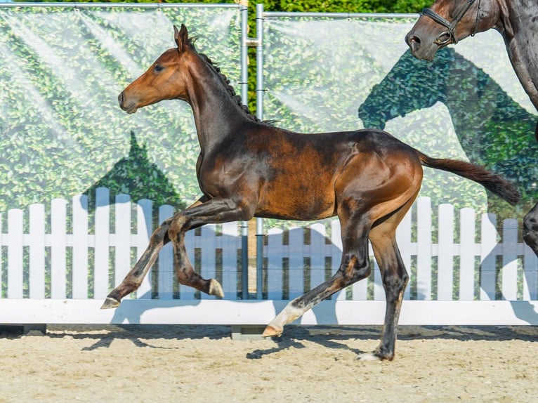Westphalien Étalon Poulain (04/2026) Bai in Mnster-Handorf