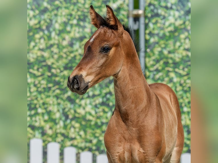 Westphalien Étalon Poulain (05/2026) Bai in Mnster-Handorf