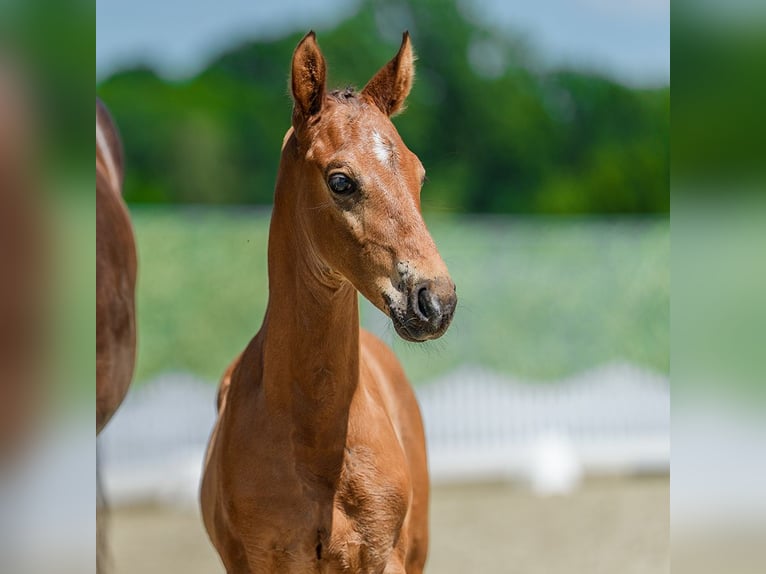 Westphalien Étalon Poulain (05/2026) Bai in Mnster-Handorf
