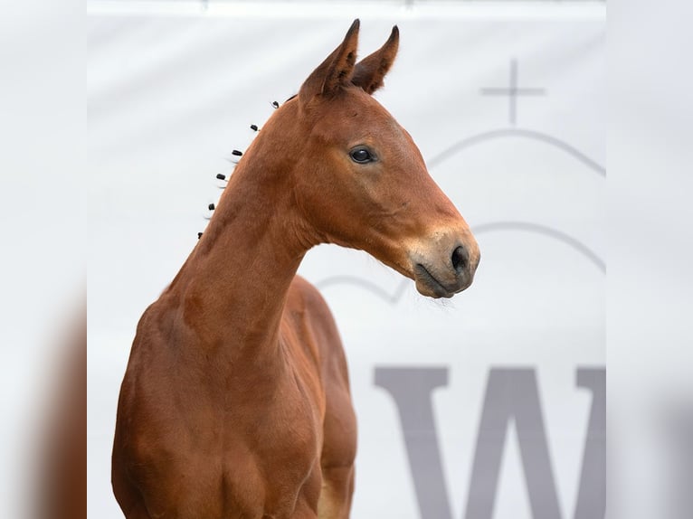 Westphalien Étalon Poulain (05/2023) Bai in Münster-Handorf