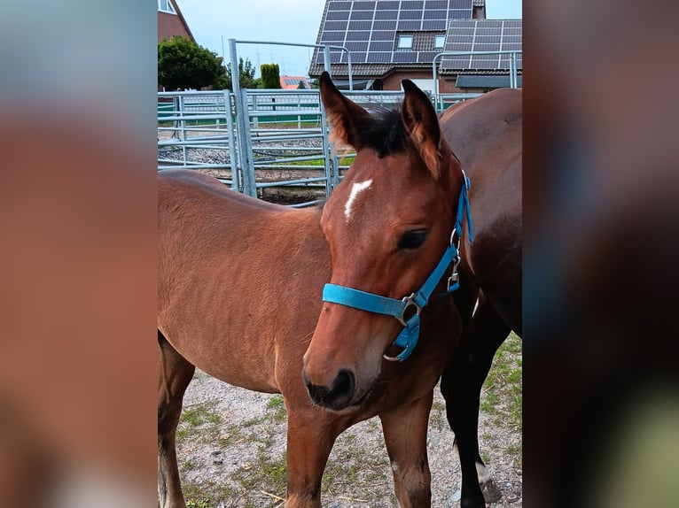 Westphalien Étalon Poulain (05/2025) Bai in Welver