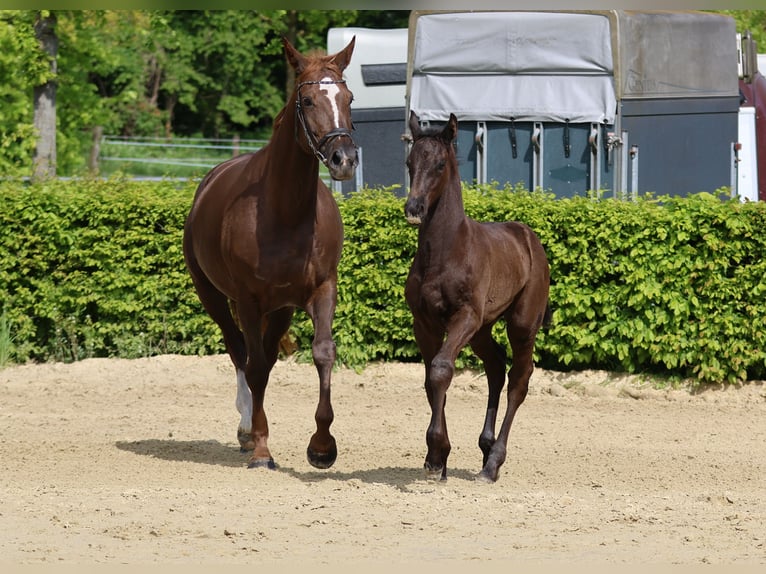 Westphalien Étalon Poulain (03/2026)  in Greven