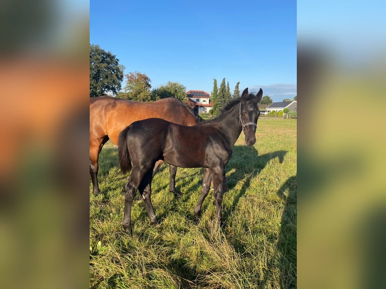 Westphalien Étalon Poulain (04/2024) Gris noir in Hamm