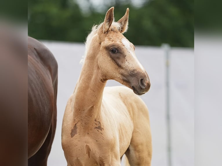 Westphalien Étalon Poulain (04/2024) Palomino in Münster-Handorf