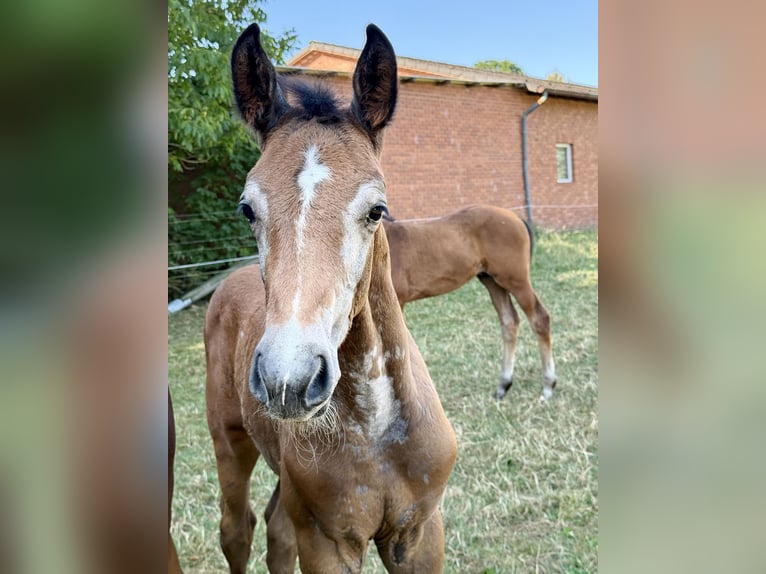 Westphalien Étalon Poulain (06/2026) Peut devenir gris in EspelkampEspelkamp
