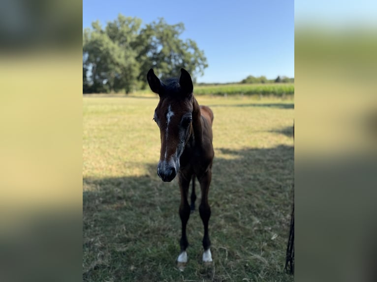 Westphalien Étalon Poulain (06/2026) Peut devenir gris in EspelkampEspelkamp