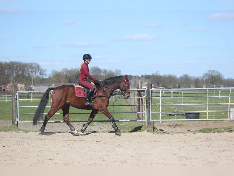 Westphalien Hongre 10 Ans 160 cm Bai in Olfen